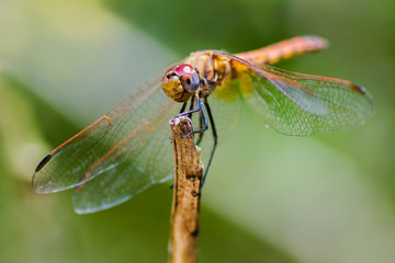 Dragonfly green background