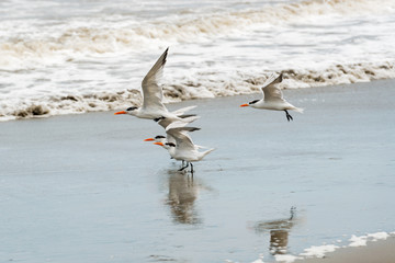Royal Tern, Thalasseus maximus at the beach in Panama