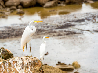 Great white egret on the rock at the ocean