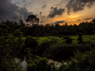 twilight in the forest