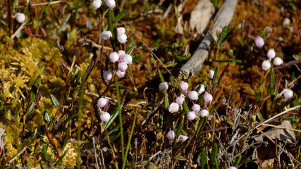 lingonberry