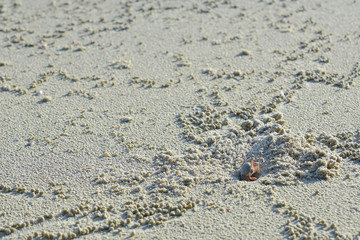 Little crab on the beach.
