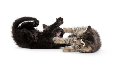 Two kittens playing on white