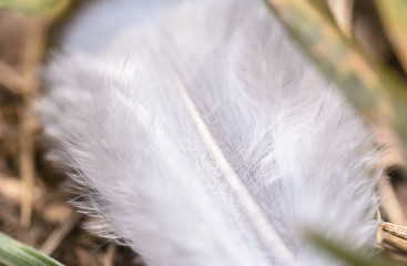 White Feather on Grass close up