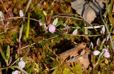 lingonberry