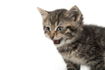 Fototapeta na wymiar portrait of tabby kitten