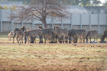 Fototapeta na wymiar Morning Tour at Safari Ramat Gan