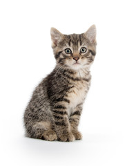 Cute tabby kitten on white background