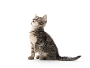 Cute tabby on white