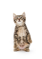 Obraz premium Cute tabby on white