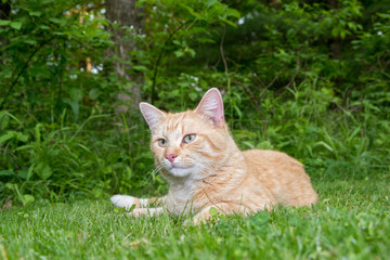 Naklejka na ściany i meble Yellow tabby cat sitting in grass