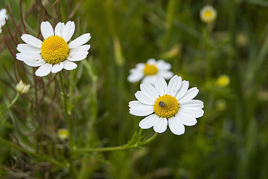 Daisy flowers, pictures of daisy flowers for lovers day, the most wonderful natural daisies for web design
