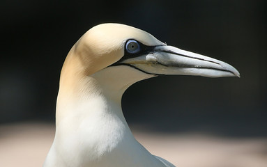 Close-up of the head of a Northern Gannet (Morus bassanus), seen in profile.