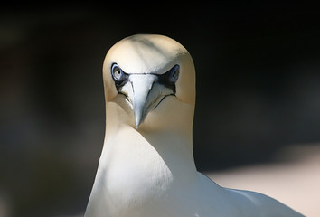 Close-up of the head of a Northern Gannet (Morus bassanus), facing the camera