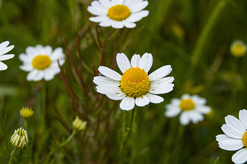 Fototapeta premium Daisy flowers, pictures of daisy flowers for lovers day, the most wonderful natural daisies for web design 
