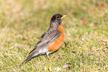 American Robin - Turdus migratorius, Adult Male. Santa Clara County, California, USA.