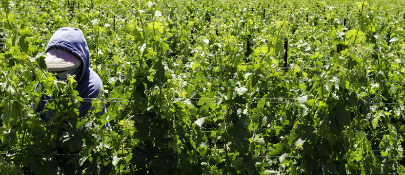 Migrant Worker In A Vineyard