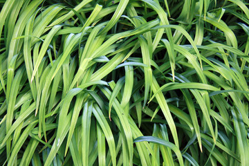 Large and tall grass blades texture