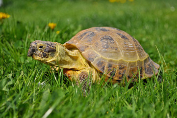 Little turtle in green grass