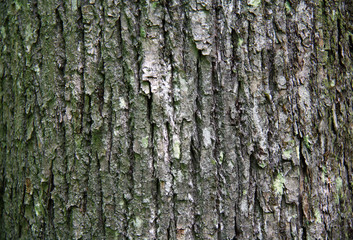Maple tree bark background texture