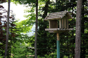 Old rustic bird house among trees