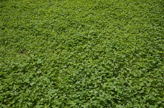 Grass field with clover