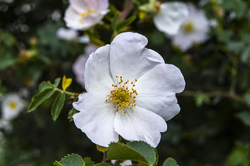 Rosehip, rosehip tree, bloomed rosehip, rosehip tree flowers, pictures of the most beautiful rosehip tree


