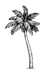 Naklejka premium Coconut palm tree