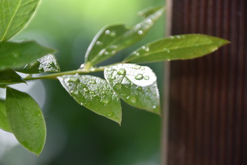 Blatt mit Regentropfen