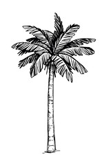 Naklejka premium Coconut palm tree