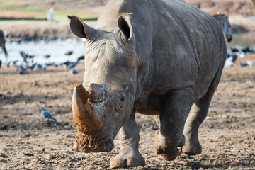 Obraz premium Morning Tour at Safari Ramat Gan