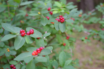 キンギンボク 色付いた猛毒の赤い実