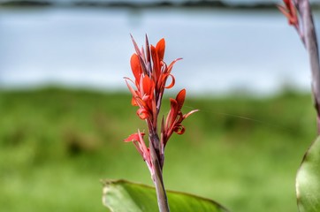 FLORES ROJAS EN EL ROCIO, HUELVA