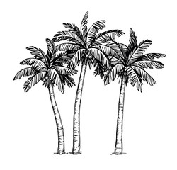 Ink sketch of palm trees
