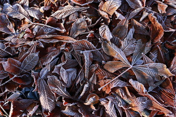Frozen leaves