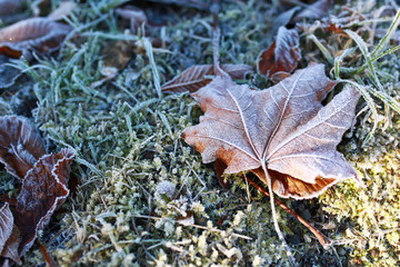 Frozen leave