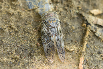 Large Moth