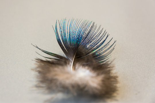 Soft and sensitive feather