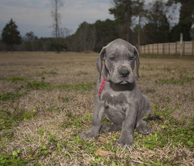 Evening sets on a Great Dane puppy
