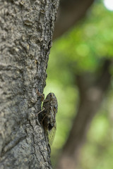 Large Moth