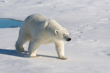 Obraz na płótnie Canvas Polar bear on the pack ice