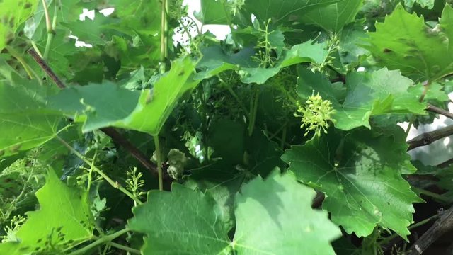 Weinpflanze im Wind, Natur