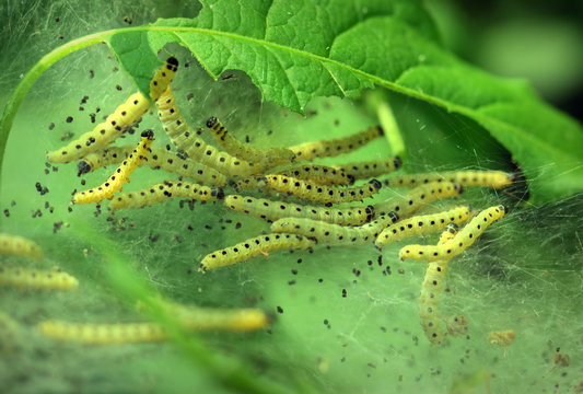 Apple ermine moth larvae colony on apple tree