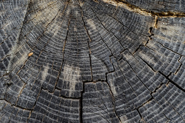 Fototapeta premium Wooden texture for background