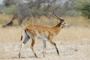 Naklejka na ściany i meble African Safari in Botsuana Moremi Game Reserve