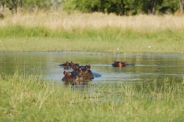 Hippopotamus in African Safari in Botsuana Moremi Game Reserve, Hippo