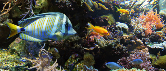 Fototapeta na wymiar Pazifischer Segelflossen-Doktorfisch mit Korallen