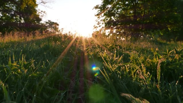 
4K .Morning grass in wood with  sunbeams. Steady shot, animal view
