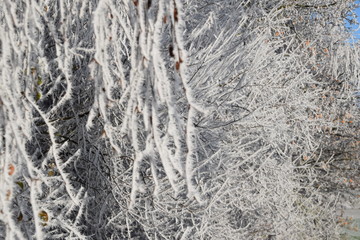 Äste mit Eiskristallen
