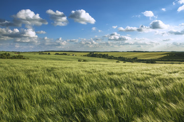 Fototapeta na wymiar Wheat field landscape
